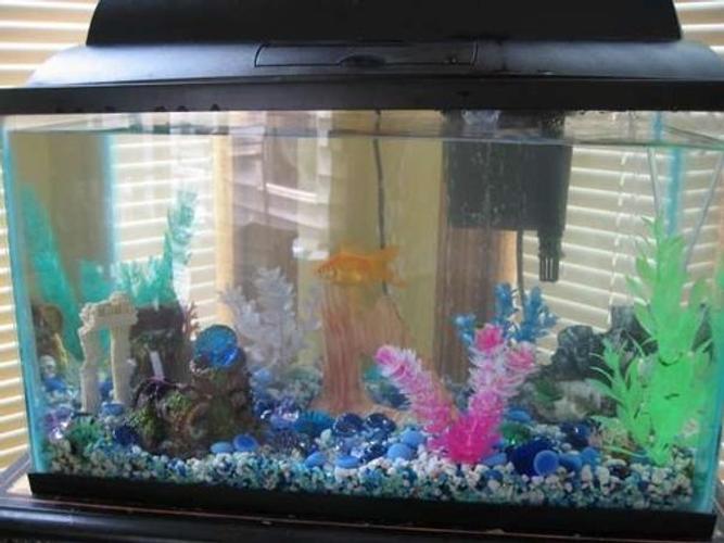 Moving - How to Prepare Your Tank for a Move Moving - How to Prepare Your Tank for a Move