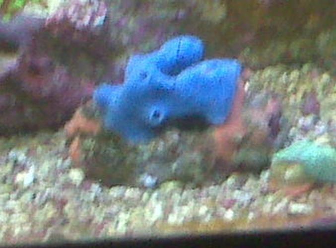How to Care for Marine Blue Sponges How to Care for Marine Blue Sponges