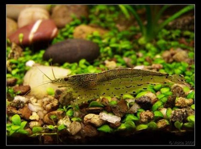 Shrimp in the Home Aquarium: Spring 2017 Aquarium Trends Shrimp in the Home Aquarium: Spring 2017 Aquarium Trends