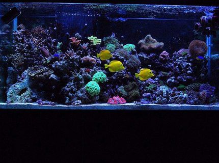 90 gallons reef tank (mostly live coral and fish) - My 90 gallon reef! 90 gallons reef tank (mostly live coral and fish) - My 90 gallon reef!