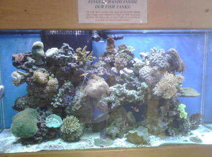 90 gallons reef tank (mostly live coral and fish) - 1 of our many reef display tanks 90 gallons 90 gallons reef tank (mostly live coral and fish) - 1 of our many reef display tanks 90 gallons