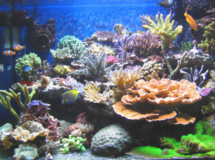 Rated #1: 100 Gallons Reef Tank - After 6 months.. Rated #1: 100 Gallons Reef Tank - After 6 months..