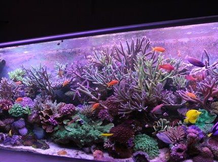 Rated #2: 220 Gallons Reef Tank - yoda Rated #2: 220 Gallons Reef Tank - yoda's tank