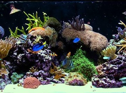 Rated #9: 180 Gallons Reef Tank - 180G mixed reef Rated #9: 180 Gallons Reef Tank - 180G mixed reef