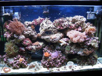 45 gallons reef tank (mostly live coral and fish) - 45gl reef 45 gallons reef tank (mostly live coral and fish) - 45gl reef