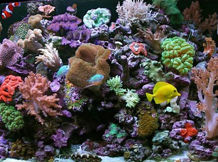 Rated #4: 80 Gallons Reef Tank - the shepherdsreef killer 65 gallon reef with 15 gallon sump jbj ato,halides prime 1/10 LOT OF CORALS
65 gallon reef Rated #4: 80 Gallons Reef Tank - the shepherdsreef killer 65 gallon reef with 15 gallon sump jbj ato,halides prime 1/10 LOT OF CORALS
65 gallon reef