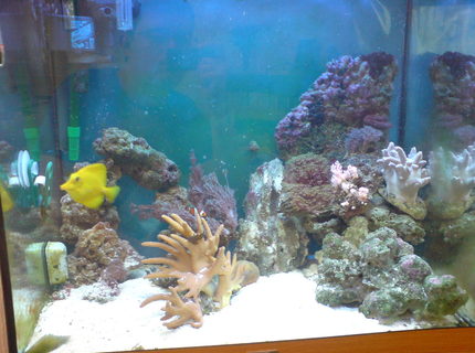 45 gallons reef tank (mostly live coral and fish) - Lido 120 Marine Conversion.
2 X Maxi Jet 1200 Power Heads
Eheim Ecco 2232 Canister
Deltec Mce 300 Skimmer
Jewel Hi-Lite T5 lighting. 45 gallons reef tank (mostly live coral and fish) - Lido 120 Marine Conversion.
2 X Maxi Jet 1200 Power Heads
Eheim Ecco 2232 Canister
Deltec Mce 300 Skimmer
Jewel Hi-Lite T5 lighting.