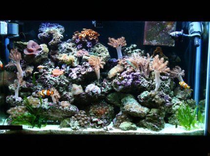 45 gallons reef tank (mostly live coral and fish) - 1 year old 45 gallon tank. 45 gallons reef tank (mostly live coral and fish) - 1 year old 45 gallon tank.