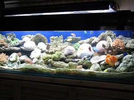 130 gallons reef tank (mostly live coral and fish) - 72*18*18 size tank with soft corals,live rocks,anemones..4 types of clown,damsel,gobies cover the tank..2 MH 2 moonlit,insump skimmer,2 wavemakers,diffuser endore my tank...enjoy 130 gallons reef tank (mostly live coral and fish) - 72*18*18 size tank with soft corals,live rocks,anemones..4 types of clown,damsel,gobies cover the tank..2 MH 2 moonlit,insump skimmer,2 wavemakers,diffuser endore my tank...enjoy