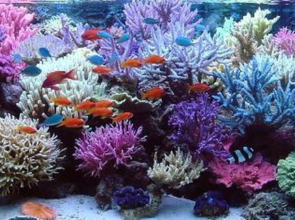 Rated #1: 210 Gallons Reef Tank - full view Rated #1: 210 Gallons Reef Tank - full view