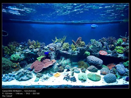 175 gallons reef tank (mostly live coral and fish) - Center tank shot 175 gallons reef tank (mostly live coral and fish) - Center tank shot