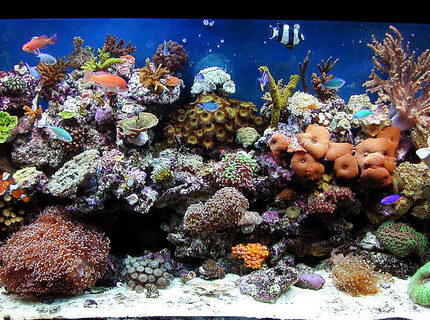 Rated #1: 90 Gallons Reef Tank - my 90 oct 09 Rated #1: 90 Gallons Reef Tank - my 90 oct 09