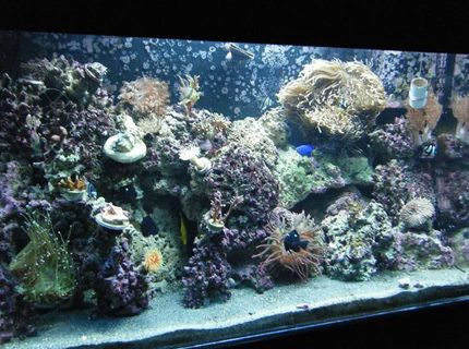 50 gallons reef tank (mostly live coral and fish) - New updated pic of my reef! 50 gallons reef tank (mostly live coral and fish) - New updated pic of my reef!