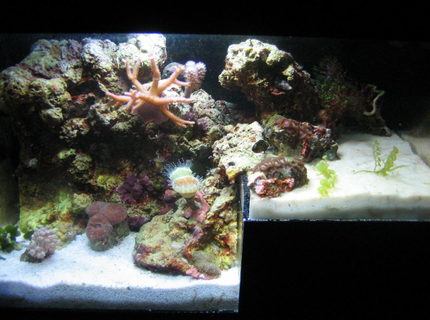 1 gallon reef tank (mostly live coral and fish) - The Reef's Edge 1 gallon reef tank (mostly live coral and fish) - The Reef's Edge