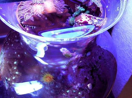 1 gallon reef tank (mostly live coral and fish) - New shot, 50 months growth and pruning from sparse frags
one gallon vase
oldest pico reef 1 gallon reef tank (mostly live coral and fish) - New shot, 50 months growth and pruning from sparse frags
one gallon vase
oldest pico reef