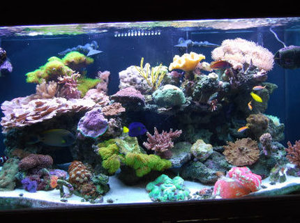 Rated #9: 120 Gallons Reef Tank - 120g reef tank Rated #9: 120 Gallons Reef Tank - 120g reef tank
