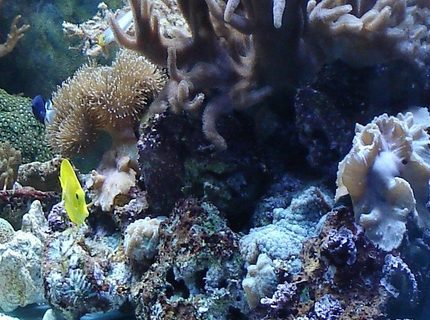 50 gallons reef tank (mostly live coral and fish) - my tank 50 gallons reef tank (mostly live coral and fish) - my tank