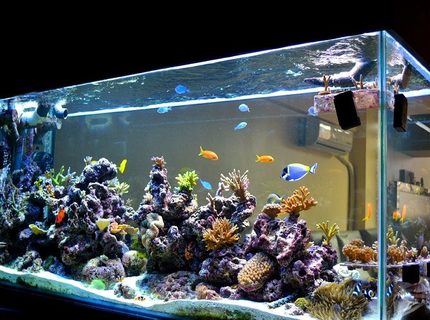 Rated #8: 200 Gallons Reef Tank - 3D Akil Rated #8: 200 Gallons Reef Tank - 3D Akil's Reef Tank (you can see it on YouTube)