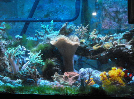 45 gallons reef tank (mostly live coral and fish) - Bit of everything. 45 gallons reef tank (mostly live coral and fish) - Bit of everything.