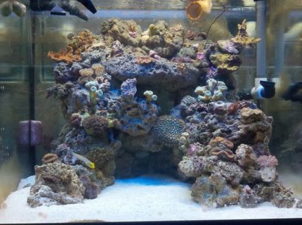 45 gallons reef tank (mostly live coral and fish) - 45 cube 45 gallons reef tank (mostly live coral and fish) - 45 cube