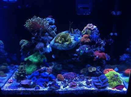 34 gallons reef tank (mostly live coral and fish) - Best Red Sea Max Ever. 34 gallons reef tank (mostly live coral and fish) - Best Red Sea Max Ever.