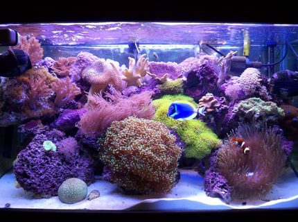 58 gallons reef tank (mostly live coral and fish) - 58 gal mixed reef, around 1 year old... 58 gallons reef tank (mostly live coral and fish) - 58 gal mixed reef, around 1 year old...