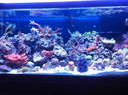 Rated #3: 75 Gallons Reef Tank - full tamk Rated #3: 75 Gallons Reef Tank - full tamk