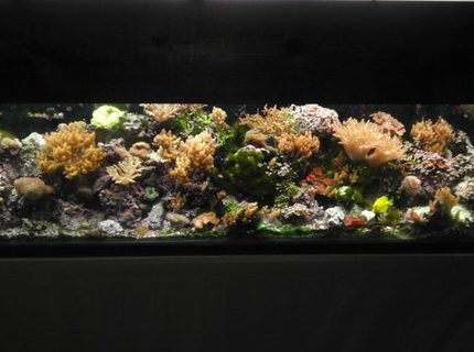 Rated #7: 125 Gallons Reef Tank - 125 reef aquarium Rated #7: 125 Gallons Reef Tank - 125 reef aquarium
