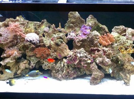 90 gallons reef tank (mostly live coral and fish) - 90g reef 90 gallons reef tank (mostly live coral and fish) - 90g reef
