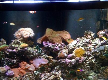 140 gallons reef tank (mostly live coral and fish) - Reef Aquarium by Sunset Aquatics (Tempe, AZ, USA) 140 gallons reef tank (mostly live coral and fish) - Reef Aquarium by Sunset Aquatics (Tempe, AZ, USA)