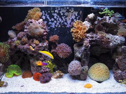 Rated #9: 57 Gallons Reef Tank - FTS
7 small nano fish, pistol shrimp, cleaner shrimp, 3 maxi-mini anemones, couple clams, many corals Rated #9: 57 Gallons Reef Tank - FTS
7 small nano fish, pistol shrimp, cleaner shrimp, 3 maxi-mini anemones, couple clams, many corals