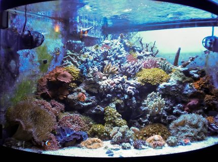 Rated #5: 54 Gallons Reef Tank - No room!!! Rated #5: 54 Gallons Reef Tank - No room!!!