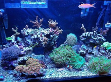 20 gallons reef tank (mostly live coral and fish) - 20 gallon mixed reef. 20 gallons reef tank (mostly live coral and fish) - 20 gallon mixed reef.