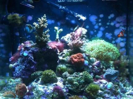 90 gallons reef tank (mostly live coral and fish) - 28g jbj nano cube HQI 90 gallons reef tank (mostly live coral and fish) - 28g jbj nano cube HQI