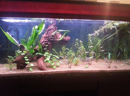 50 gallons reef tank (mostly live coral and fish) - my tank 50 gallons reef tank (mostly live coral and fish) - my tank