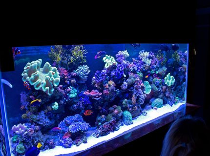 Rated #1: 140 Gallons Reef Tank - FTS Rated #1: 140 Gallons Reef Tank - FTS