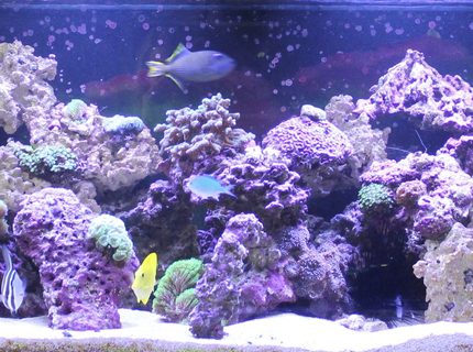 240 gallons reef tank (mostly live coral and fish) - 240 gallon reef tank 240 gallons reef tank (mostly live coral and fish) - 240 gallon reef tank