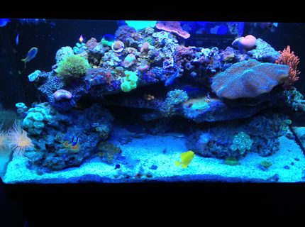 66 gallons reef tank (mostly live coral and fish) - Sorry for bad pic, Iphone picture :P
my 66 gallon reef.
Current fish: Kole eye tang, Yellow tang, diamond goby, dart goby, firefish goby x2, green chromis x5, mystery wrasse, tricolor fairy wrasse and a mandrian goby :)
Lots of softies, its what i like! 66 gallons reef tank (mostly live coral and fish) - Sorry for bad pic, Iphone picture :P
my 66 gallon reef.
Current fish: Kole eye tang, Yellow tang, diamond goby, dart goby, firefish goby x2, green chromis x5, mystery wrasse, tricolor fairy wrasse and a mandrian goby :)
Lots of softies, its what i like!
