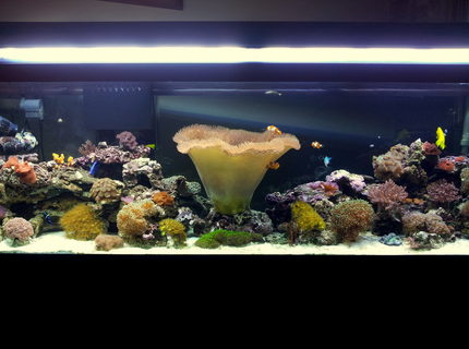 Rated #10: 125 Gallons Reef Tank - My 125 gal reef aquarium Rated #10: 125 Gallons Reef Tank - My 125 gal reef aquarium