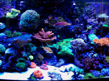 Rated #7: 75 Gallons Reef Tank - Erik\ Rated #7: 75 Gallons Reef Tank - Erik's 75 gallon bow-front