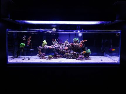 9 gallons reef tank (mostly live coral and fish) - My current ADA 60f reef
The clarity and quality of these tanks are amazing!! 9 gallons reef tank (mostly live coral and fish) - My current ADA 60f reef
The clarity and quality of these tanks are amazing!!
