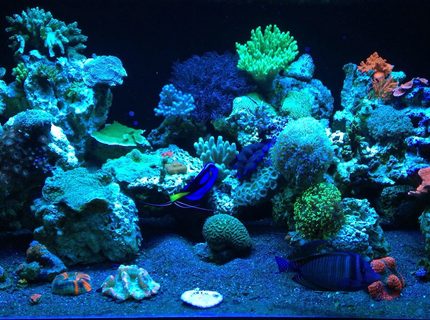 Rated #8: 187 Gallons Reef Tank - ReEfErAdDiCt\ Rated #8: 187 Gallons Reef Tank - ReEfErAdDiCt'S 187 Gallon Mixed Reef