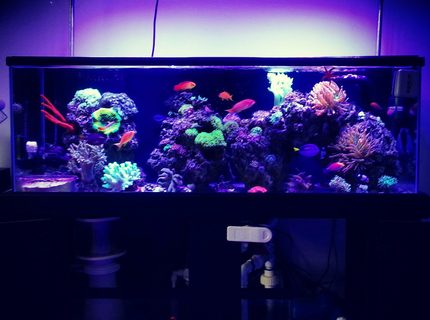 Rated #10: 60 Gallons Reef Tank - Full tank shot Rated #10: 60 Gallons Reef Tank - Full tank shot
