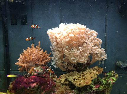 1 gallon reef tank (mostly live coral and fish) - Live corals, clowns, Shrimp, snails, crabs, gramma, fire fish:-) 1 gallon reef tank (mostly live coral and fish) - Live corals, clowns, Shrimp, snails, crabs, gramma, fire fish:-)