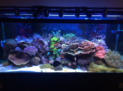 210 gallons reef tank (mostly live coral and fish) - 210 gallon mixed reef. 210 gallons reef tank (mostly live coral and fish) - 210 gallon mixed reef.