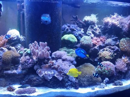 Rated #9: 90 Gallons Reef Tank - 90 gallon reef Rated #9: 90 Gallons Reef Tank - 90 gallon reef