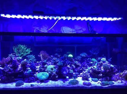 400 gallons reef tank (mostly live coral and fish) - my reef tank 400 gallons reef tank (mostly live coral and fish) - my reef tank