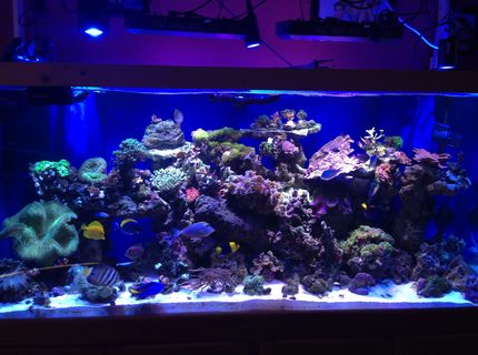 220 gallons reef tank (mostly live coral and fish) - a coral reef hard and soft 220 gallons reef tank (mostly live coral and fish) - a coral reef hard and soft