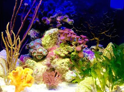 8 gallons reef tank (mostly live coral and fish) - I've been trying to emulate the lagoonal-fringing reef with sponges, LPS, gorgonians, macroalgae, seagrass, and mixed oolite and crushed coral substrate. 8 gallons reef tank (mostly live coral and fish) - I've been trying to emulate the lagoonal-fringing reef with sponges, LPS, gorgonians, macroalgae, seagrass, and mixed oolite and crushed coral substrate.