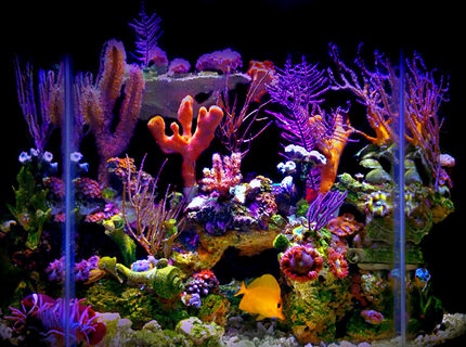 Rated #1: 23 Gallons Reef Tank - My 23 gallon flat back hexagonal reef tank. Rated #1: 23 Gallons Reef Tank - My 23 gallon flat back hexagonal reef tank.